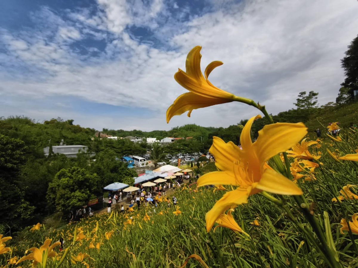 彰化花壇虎山巖金針花包車賞花