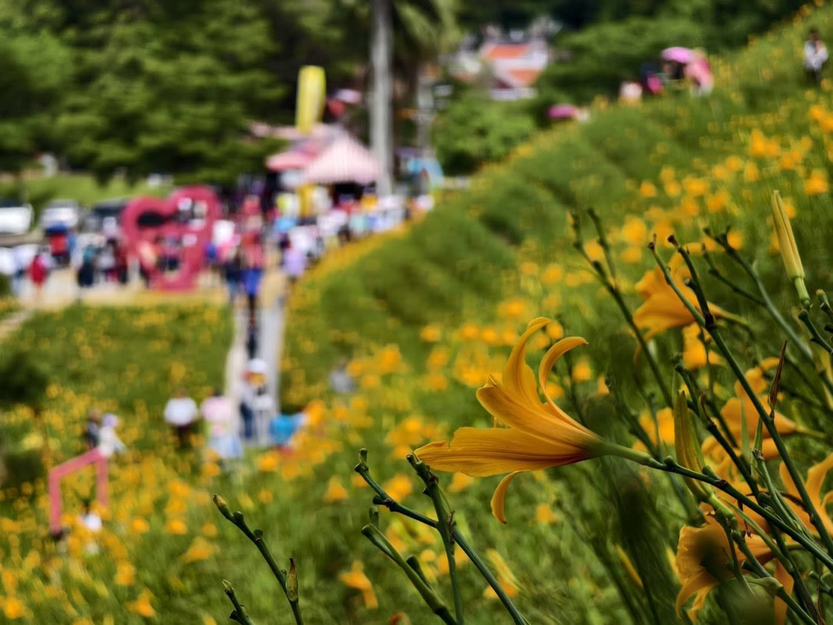 彰化花壇虎山巖金針花包車一日遊