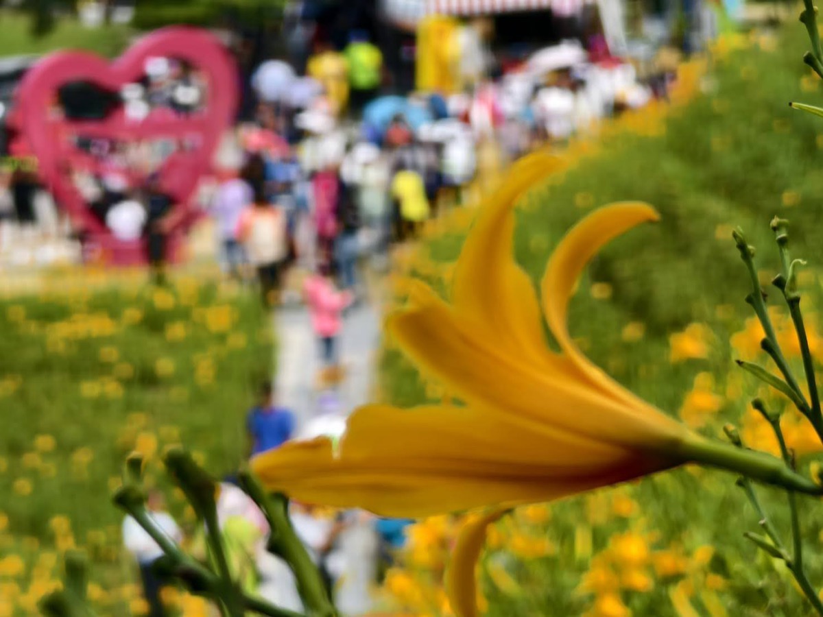 彰化花壇虎山巖金針花包車一日遊