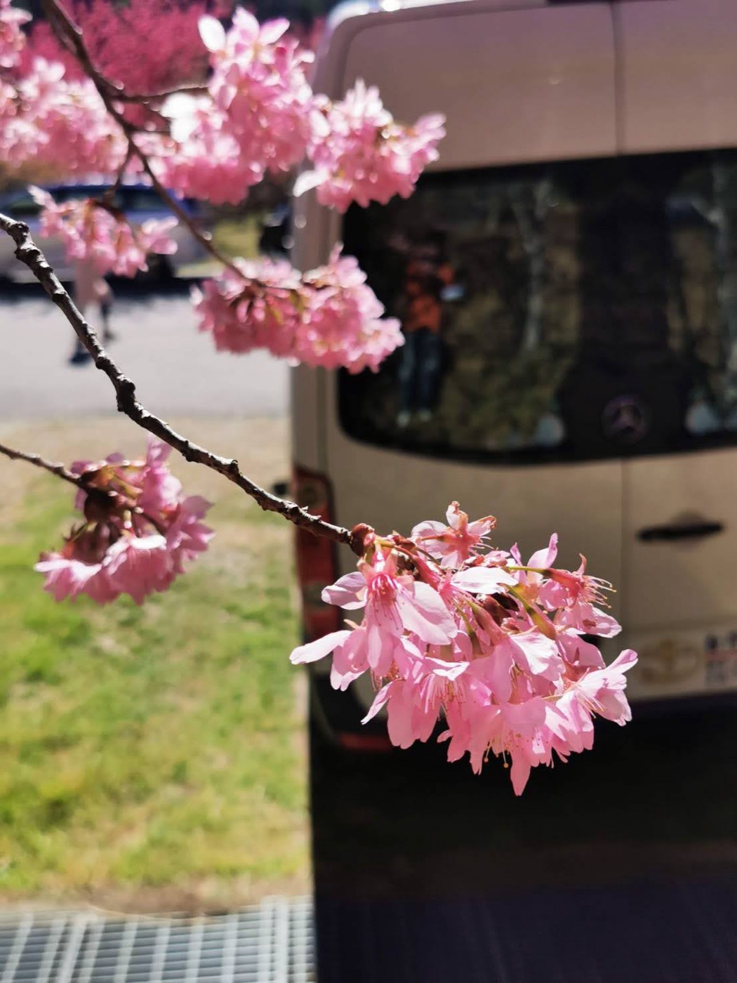 武陵農場賞櫻大T保母車