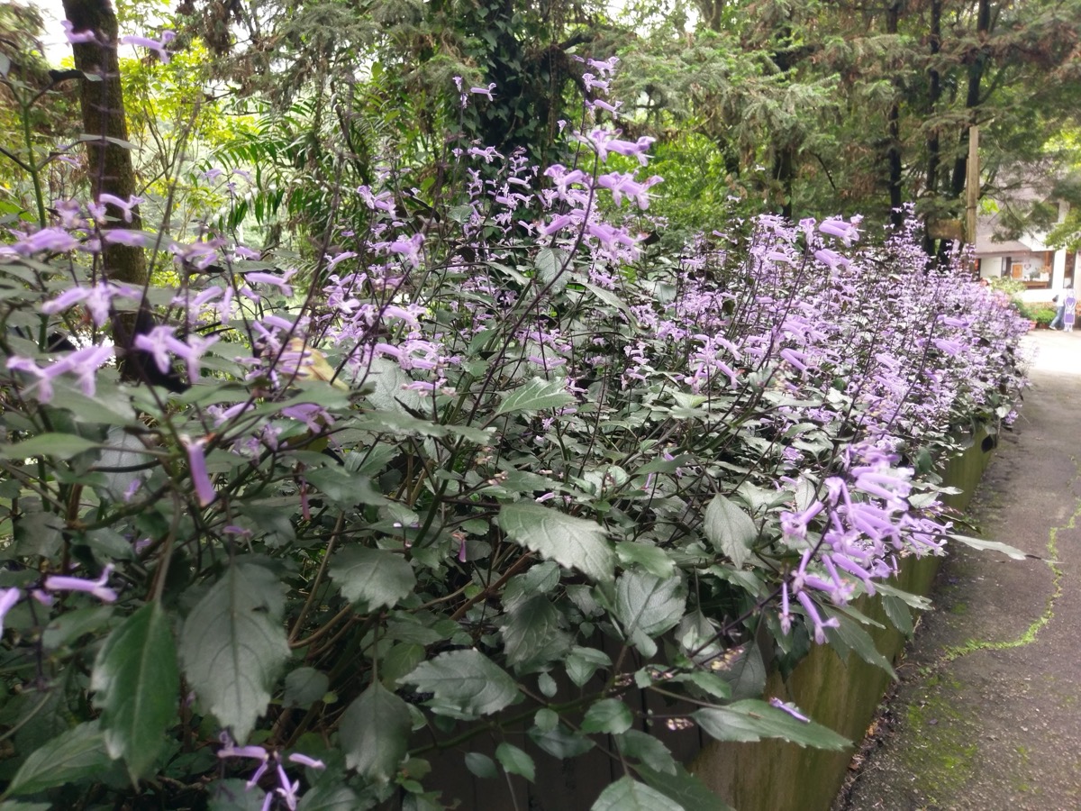 台中新社薰衣草森林包車賞花